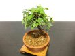 Photo5: Acer buergerianum, Trident Maple / Kaede / Small size Bonsai (5)