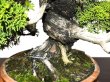 Photo5: Juniperus chinensis, Japanese Juniper / Shimpaku / Middle size Bonsai  (5)