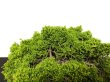Photo6: Juniperus chinensis, Japanese Juniper / Shimpaku / Middle size Bonsai  (6)