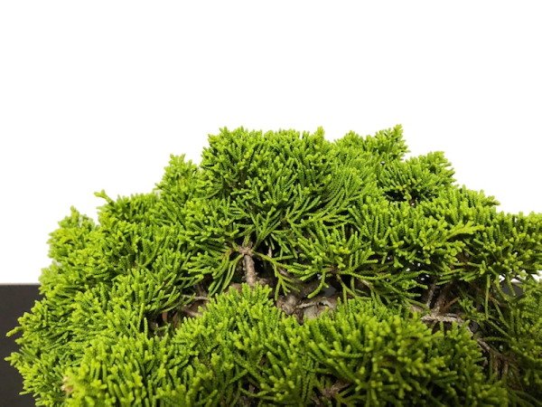 Photo6: Juniperus chinensis, Japanese Juniper / Shimpaku / Middle size Bonsai  (6)