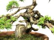 Photo3: Juniperus chinensis, Japanese Juniper / Shimpaku / Middle size Bonsai  (3)