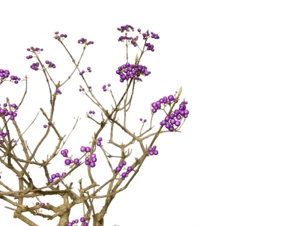Photo2: Callicarpa japonica (Japanese Beautyberry) / Murasaki Shikibu / Middle size Bonsai  (2)