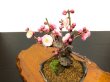 Photo4: Prunus mume / Japanese Apricot, Ume "Yae Seiou" / Small size Bonsai (4)