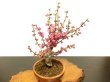 Photo5: Prunus mume / Japanese Apricot, Ume "Osakazuki" / Middle size Bonsai (5)