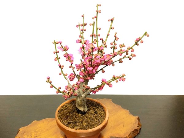 Photo5: Prunus mume / Japanese Apricot, Ume "Osakazuki" / Middle size Bonsai (5)