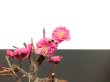 Photo2: Prunus mume / Japanese Apricot, Ume "Kagoshima Kobai" / Small size Bonsai  (2)