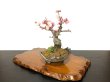 Photo5: Prunus mume / Japanese Apricot, Ume "Yae Seiou" / Small size Bonsai (5)