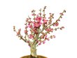 Photo2: Prunus mume / Japanese Apricot, Ume "Osakazuki" / Middle size Bonsai (2)