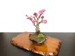 Photo3: Prunus mume / Japanese Apricot, Ume "Kagoshima Kobai" / Small size Bonsai  (3)