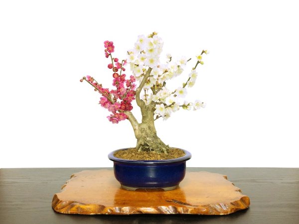 Photo1: Prunus mume / Japanese Apricot, Ume "Osakazuki and Toji" / Middle size Bonsai  (1)