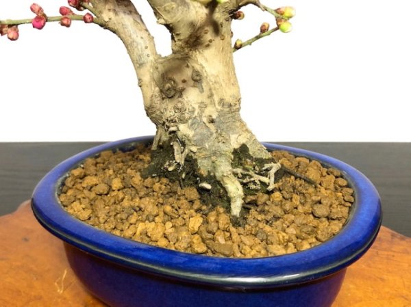 Photo7: Prunus mume / Japanese Apricot, Ume "Osakazuki and Toji" / Middle size Bonsai  (7)