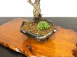 Photo4: Prunus mume / Japanese Apricot, Ume "Kagoshima Kobai" / Small size Bonsai  (4)