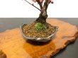 Photo6: Prunus mume / Japanese Apricot, Ume "Yae Seiou" / Small size Bonsai (6)