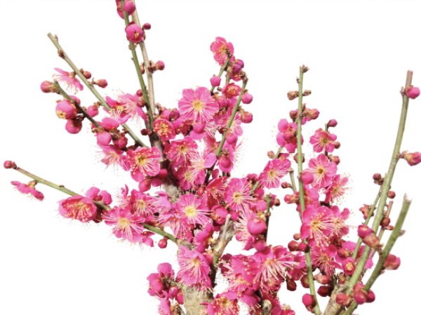 Photo4: Prunus mume / Japanese Apricot, Ume "Osakazuki" / Middle size Bonsai (4)