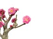 Photo7: Prunus mume / Japanese Apricot, Ume "Kagoshima Kobai" / Small size Bonsai  (7)