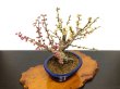 Photo6: Prunus mume / Japanese Apricot, Ume "Osakazuki and Toji" / Middle size Bonsai  (6)