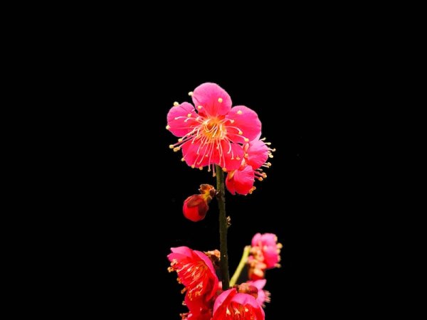 Photo4: Prunus mume / Japanese Apricot, Ume "Osakazuki and Toji" / Middle size Bonsai  (4)