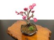 Photo6: Prunus mume / Japanese Apricot, Ume "Kagoshima Kobai" / Small size Bonsai  (6)