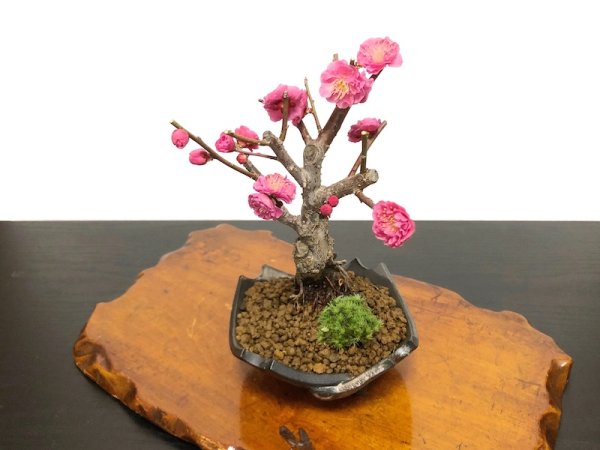 Photo6: Prunus mume / Japanese Apricot, Ume "Kagoshima Kobai" / Small size Bonsai  (6)