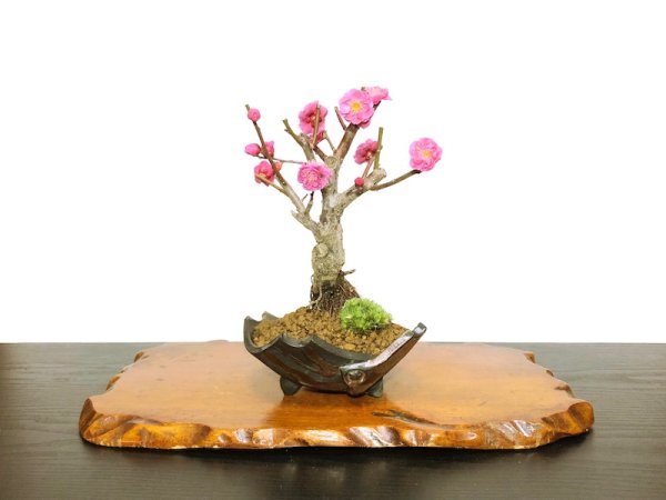 Photo1: Prunus mume / Japanese Apricot, Ume "Kagoshima Kobai" / Small size Bonsai  (1)