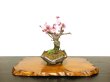 Photo1: Prunus mume / Japanese Apricot, Ume "Yae Seiou" / Small size Bonsai (1)