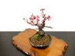 Photo8: Prunus mume / Japanese Apricot, Ume "Yae Seiou" / Small size Bonsai (8)