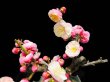 Photo2: Prunus mume / Japanese Apricot, Ume "Yae Seiou" / Small size Bonsai (2)