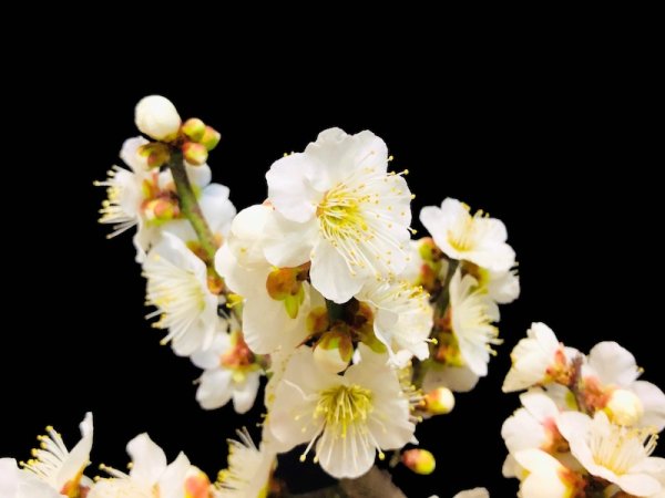 Photo3: Prunus mume / Japanese Apricot, Ume "Osakazuki and Toji" / Middle size Bonsai  (3)