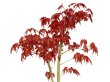 Photo5: Acer palmatum (Japanese Maple) / Deshojo Momiji / Middle size Bonsai  (5)