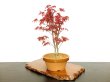 Photo4: Acer palmatum (Japanese Maple) / Deshojo Momiji / Middle size Bonsai  (4)