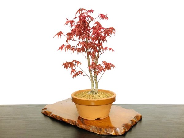 Photo4: Acer palmatum (Japanese Maple) / Deshojo Momiji / Middle size Bonsai  (4)