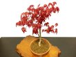 Photo6: Acer palmatum (Japanese Maple) / Deshojo Momiji / Middle size Bonsai  (6)