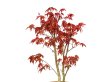 Photo3: Acer palmatum (Japanese Maple) / Deshojo Momiji / Middle size Bonsai  (3)