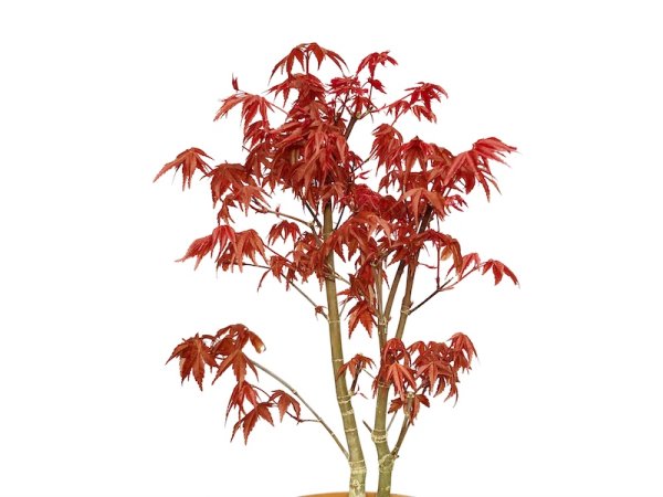 Photo3: Acer palmatum (Japanese Maple) / Deshojo Momiji / Middle size Bonsai  (3)