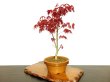Photo4: Acer palmatum (Japanese Maple) / Deshojo Momiji / Middle size Bonsai  (4)