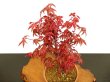 Photo2: Acer palmatum (Japanese Maple) / Deshojo Momiji / Middle size Bonsai  (2)