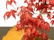 Photo7: Acer palmatum (Japanese Maple) / Deshojo Momiji / Middle size Bonsai  (7)
