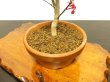 Photo8: Acer palmatum (Japanese Maple) / Deshojo Momiji / Middle size Bonsai  (8)