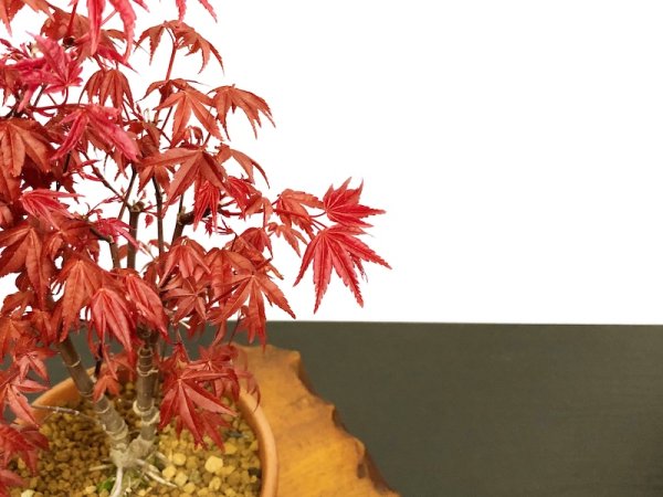 Photo5: Acer palmatum (Japanese Maple) / Deshojo Momiji / Middle size Bonsai  (5)
