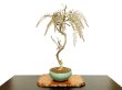 Photo1: Wisteria floribunda (Japanese Wisteria) / Fuji / Middle size Bonsai  (1)