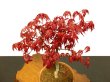 Photo2: Acer palmatum (Japanese Maple) / Deshojo Momiji / Middle size Bonsai  (2)