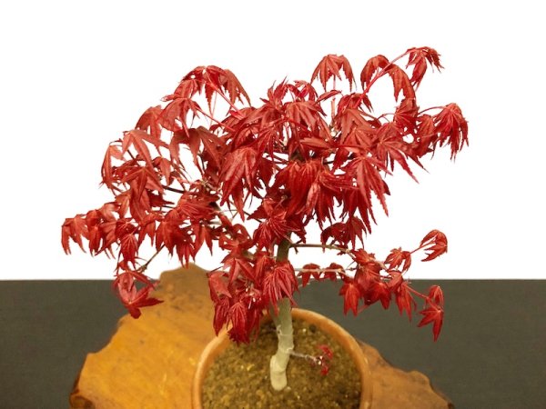 Photo2: Acer palmatum (Japanese Maple) / Deshojo Momiji / Middle size Bonsai  (2)