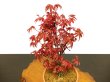 Photo6: Acer palmatum (Japanese Maple) / Deshojo Momiji / Middle size Bonsai  (6)