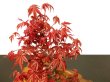 Photo7: Acer palmatum (Japanese Maple) / Deshojo Momiji / Middle size Bonsai  (7)