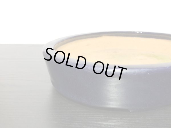 Photo9: "Hattori" Tokoname Pot / Japanese Bonsai Pot [HK0424] (9)