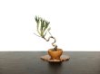 Photo3: Pinus thunbergii / Black Pine, Kuromatsu / Small size Bonsai  (3)