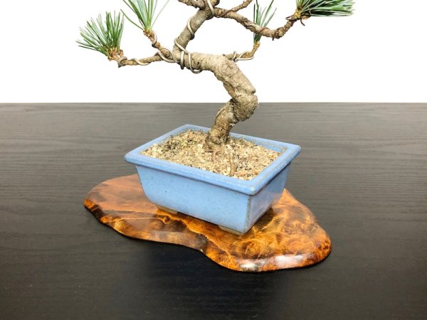 Photo7: Pinus parviflora / White Pine, Goyomatsu / Small size Bonsai (7)