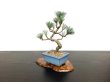 Photo4: Pinus parviflora / White Pine, Goyomatsu / Small size Bonsai (4)