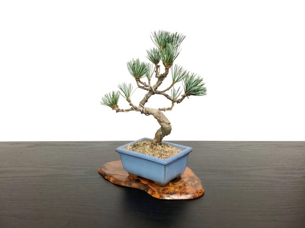Photo4: Pinus parviflora / White Pine, Goyomatsu / Small size Bonsai (4)
