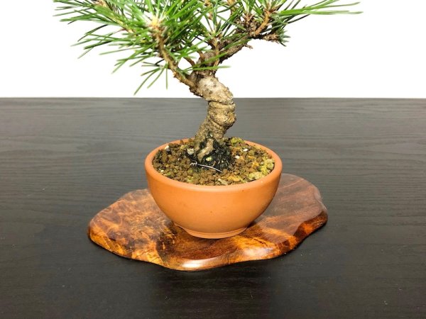 Photo6: Pinus thunbergii / Black Pine, Kuromatsu / Small size Bonsai  (6)